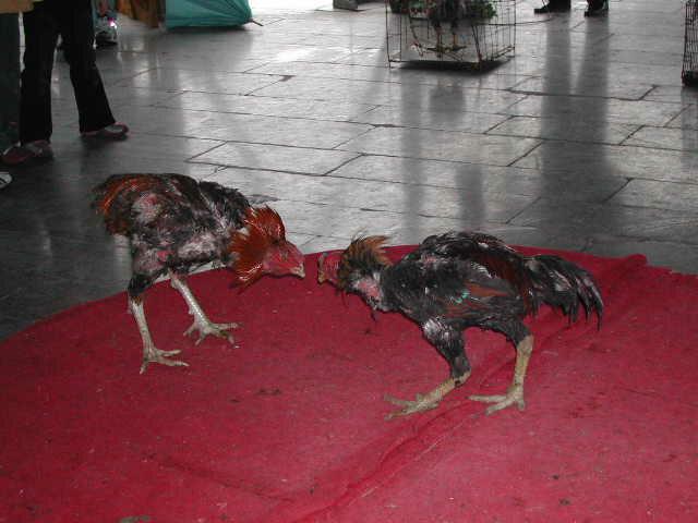 Rooster Showdown