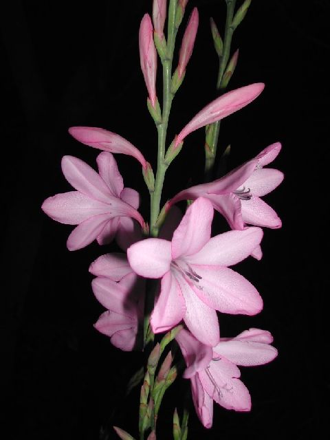 Orchid