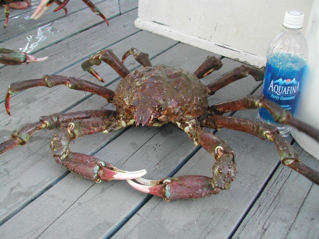 Rock Crab