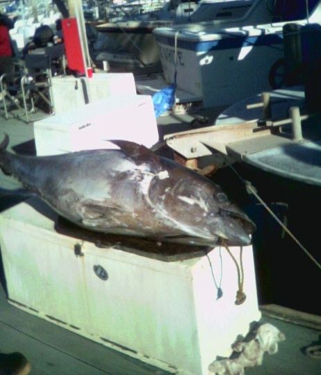 Tuna