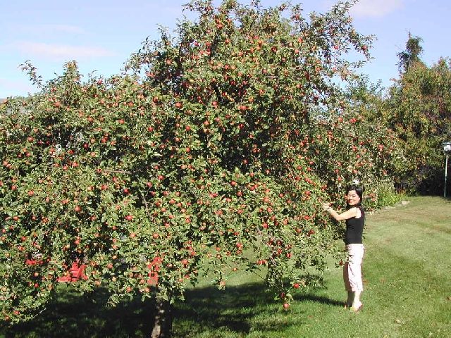 crabapple